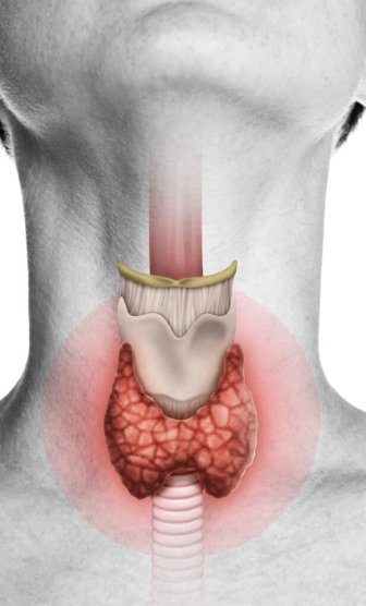 thyroid