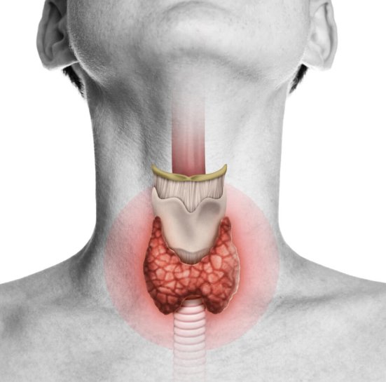 thyroid