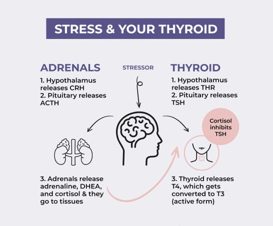 stress&thyroid